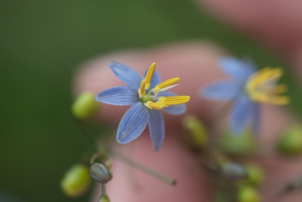 Dianella ensifolia