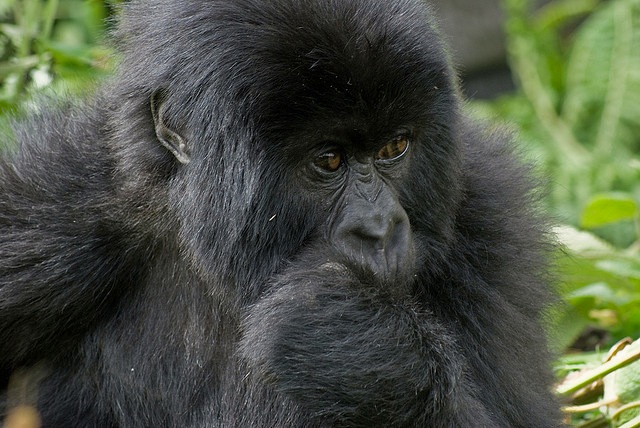 mountain gorilla